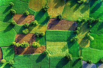 Aerial view of rice fields in Vietnam