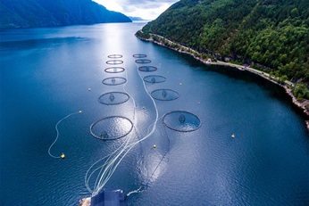 Salmon fishing farm