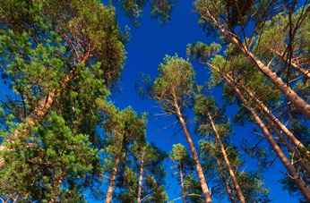Pine trees facing blue sky