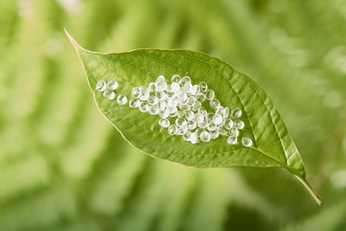 pla pellets on a leaf