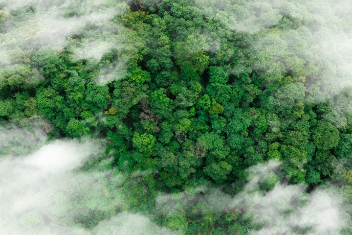 Forest with clouds