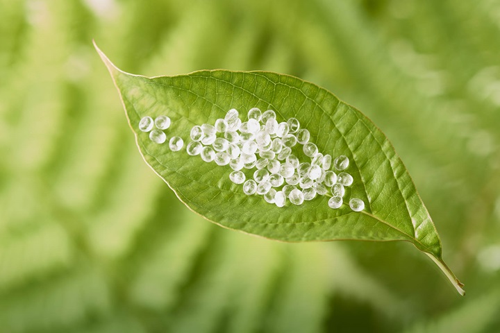 PLA Pellets auf einem grünen Blatt