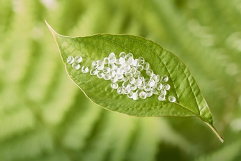 PLA pellets on a green leaf