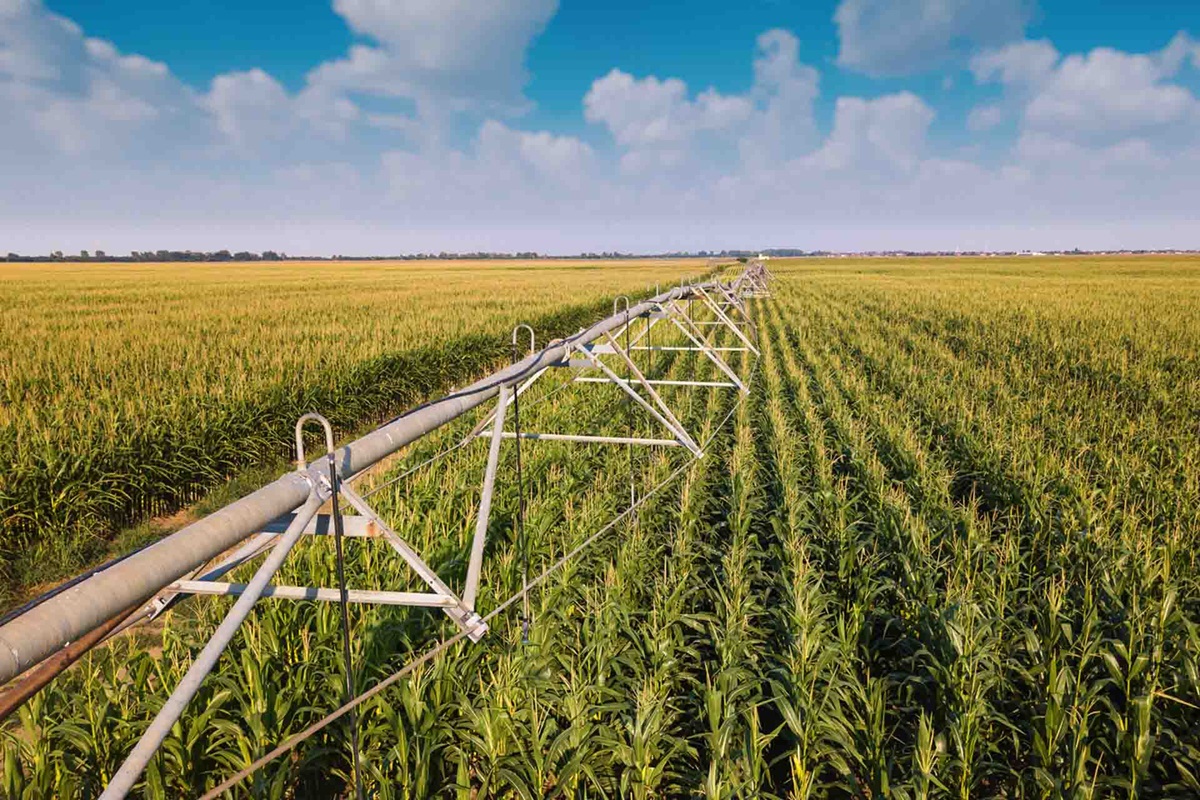 Aerial view of water irrigation system in cultivated cornfield