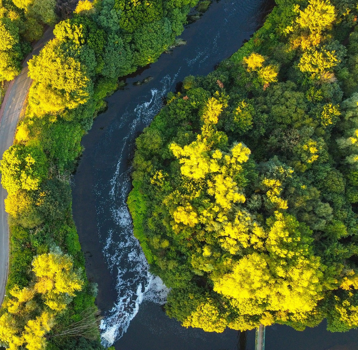 purification, trees & river scene