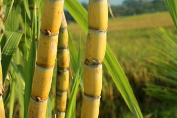 Sugar cane
