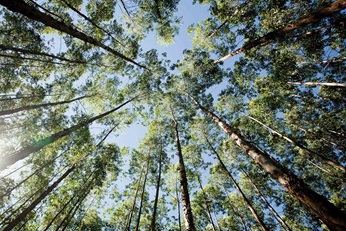 Eucalyptus trees