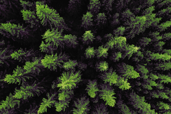 MIAC Event 2025 forest