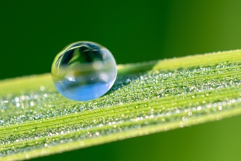 Water drop on grass