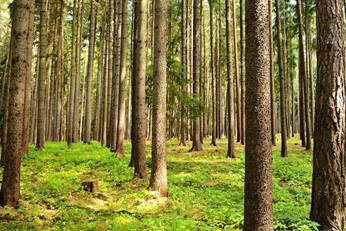 Trees in the forest