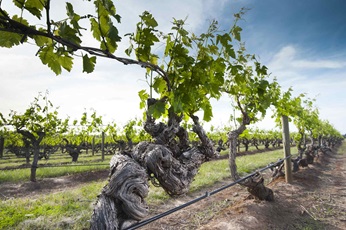 Old vineyard in South Australia