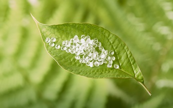 polyactic acid pellets on green leaf