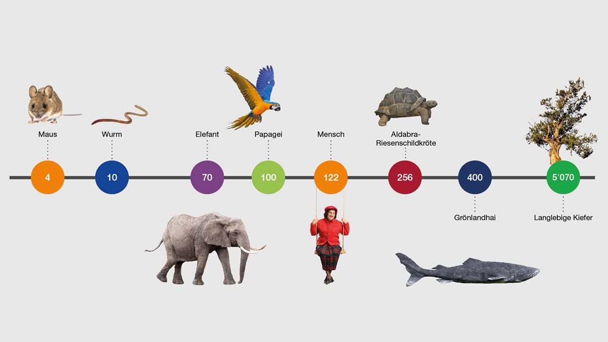 Eine Milliarde Herzschlage Sulzer