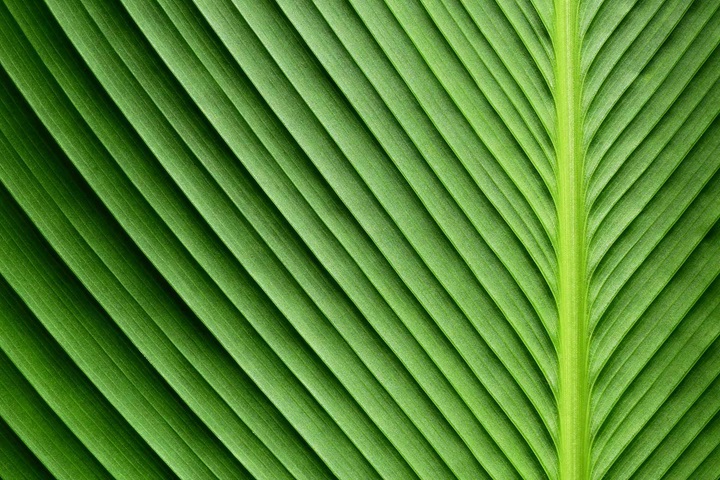 Green palm leave